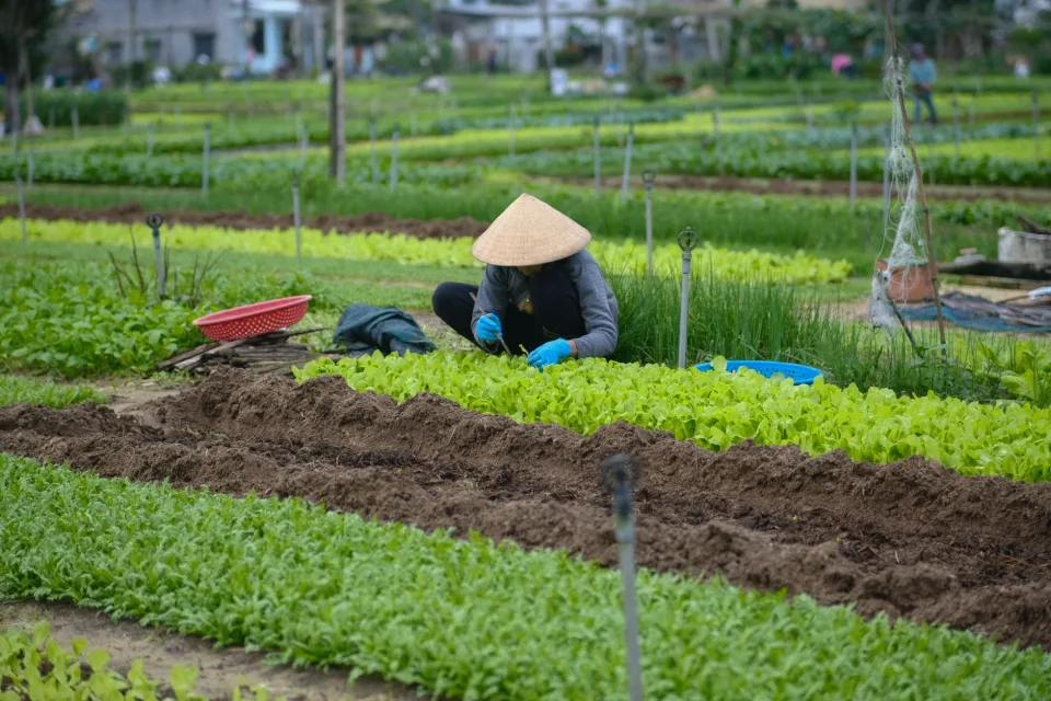 Củ quả theo mùa