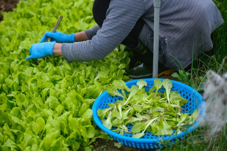 Vườn ươm cây giống