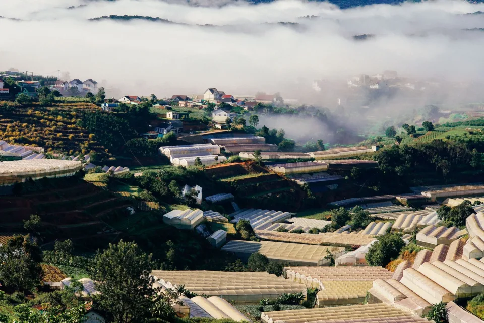 Rau ăn lá tươi