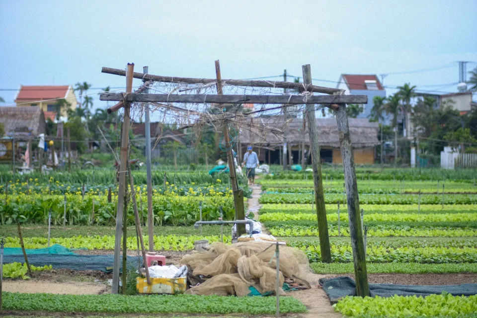 Khu đóng gói tại vườn